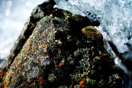 moss and ice