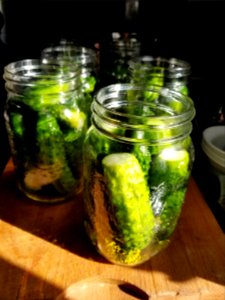 Day 222 making dill pickles photo