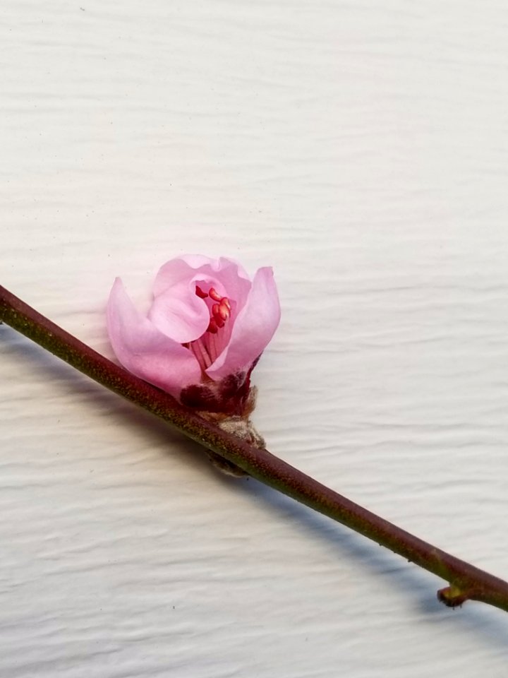 Day 075 peach blossom (festival)