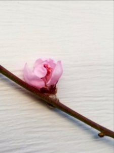 Day 075 peach blossom (festival)