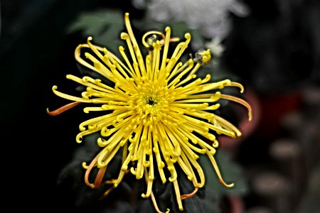 菊花