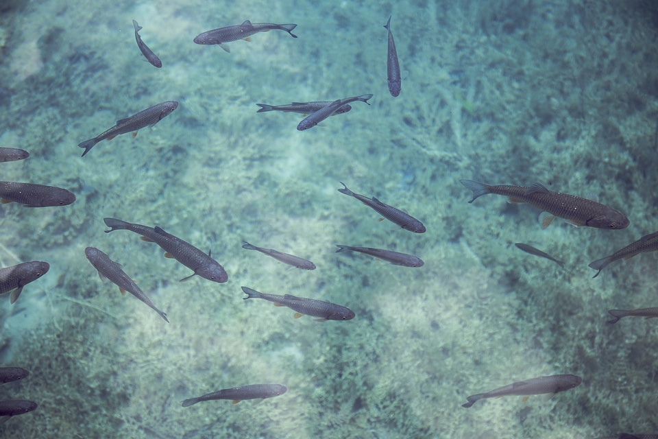 Marine life aquarium aquatic photo