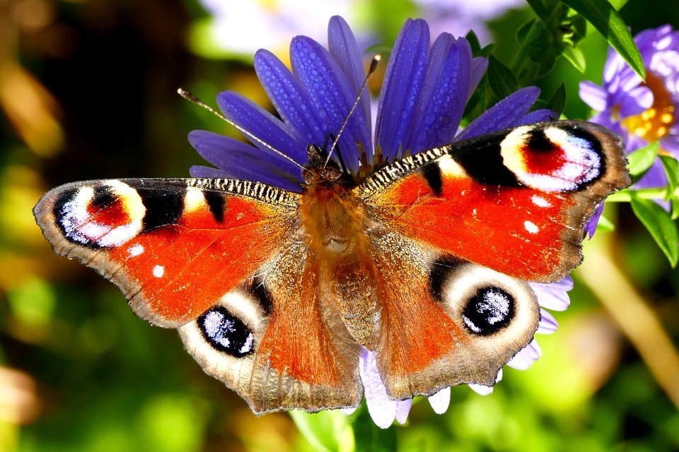 Inachis io / European Peacock / Paon du jour