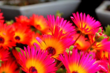 More Livingston Daisies