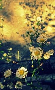 Daisy spring nature