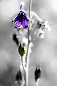 Delphinium