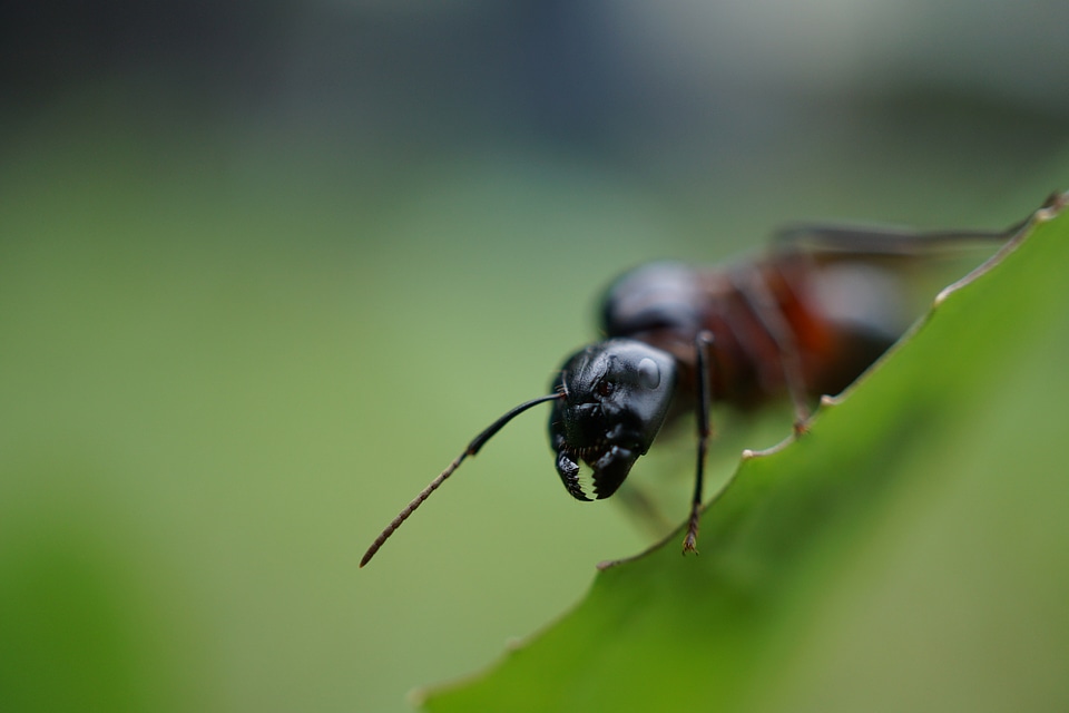 Close up insect macro