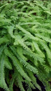 fern