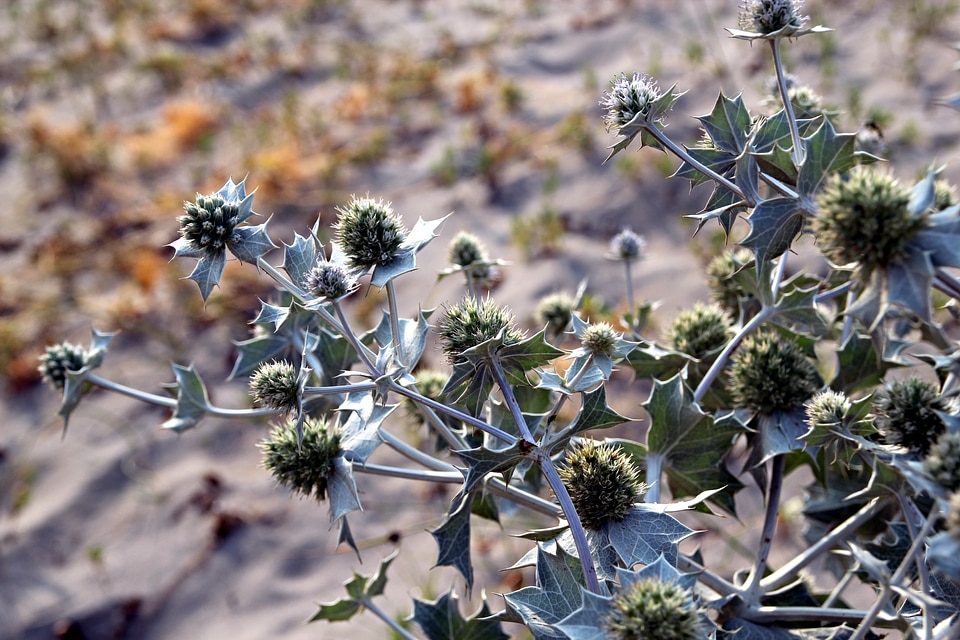 Plant detail nature