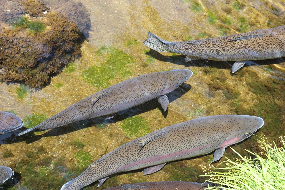 Trout clear water animal