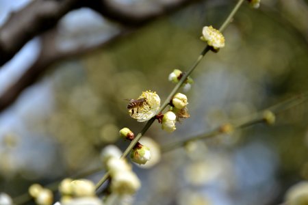 梅花