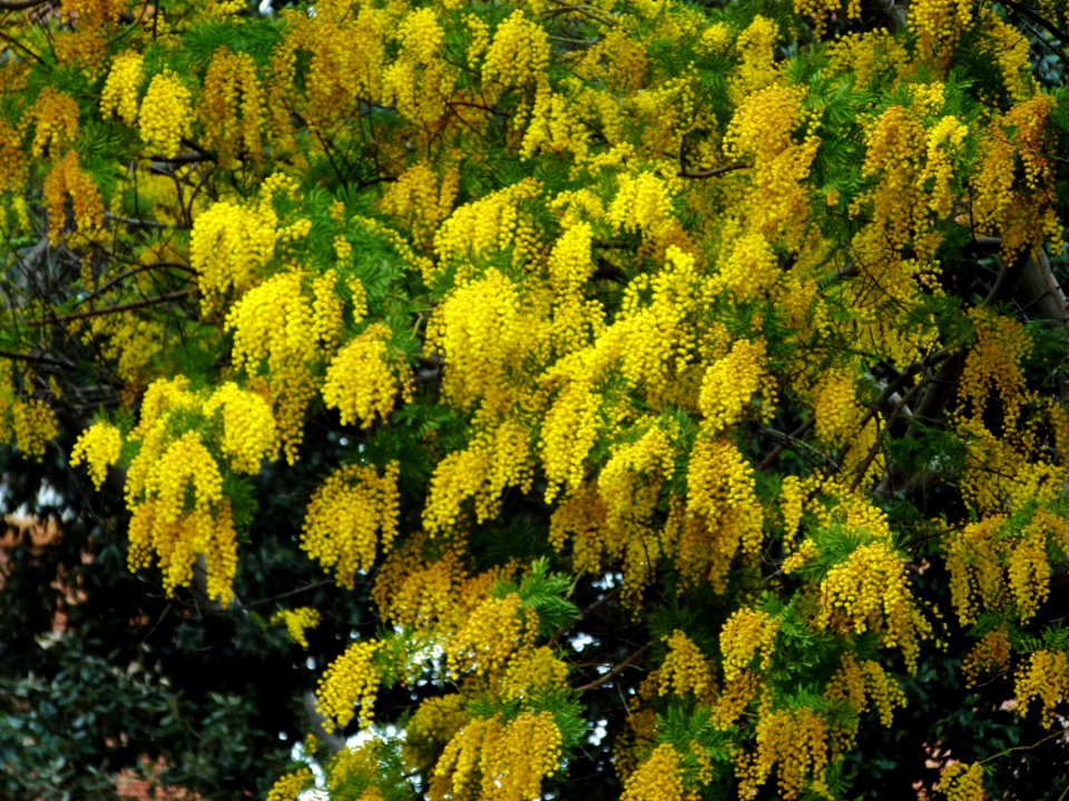 Mimosa a Via di Villa Massimo