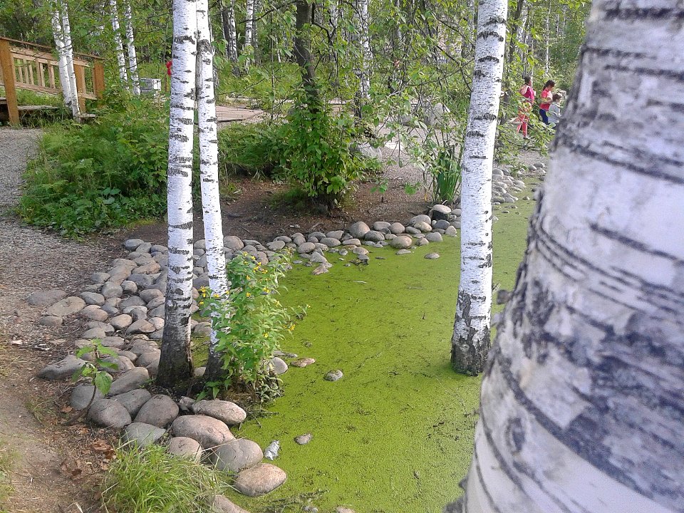 Утиное озеро, Академгородок, Новосибирск