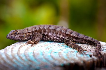 Fence Lizard