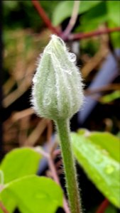 Clematis bud