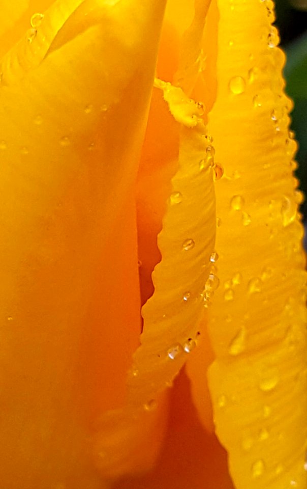 yellow tulips in public planters