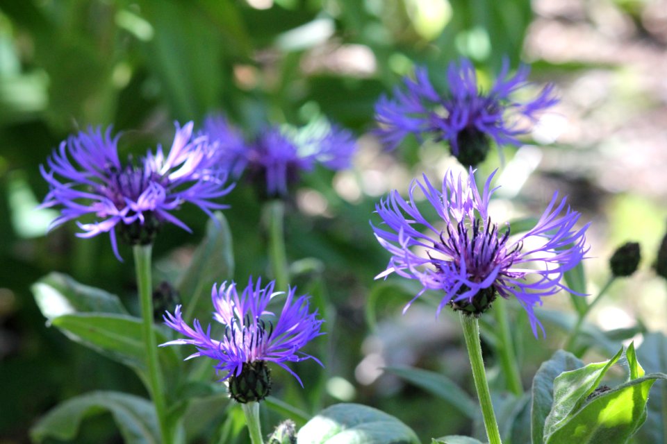 bachelor's buttons