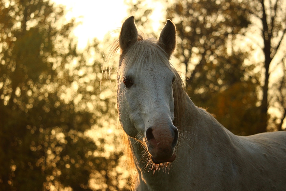 Autumn thoroughbred arabian horse head
