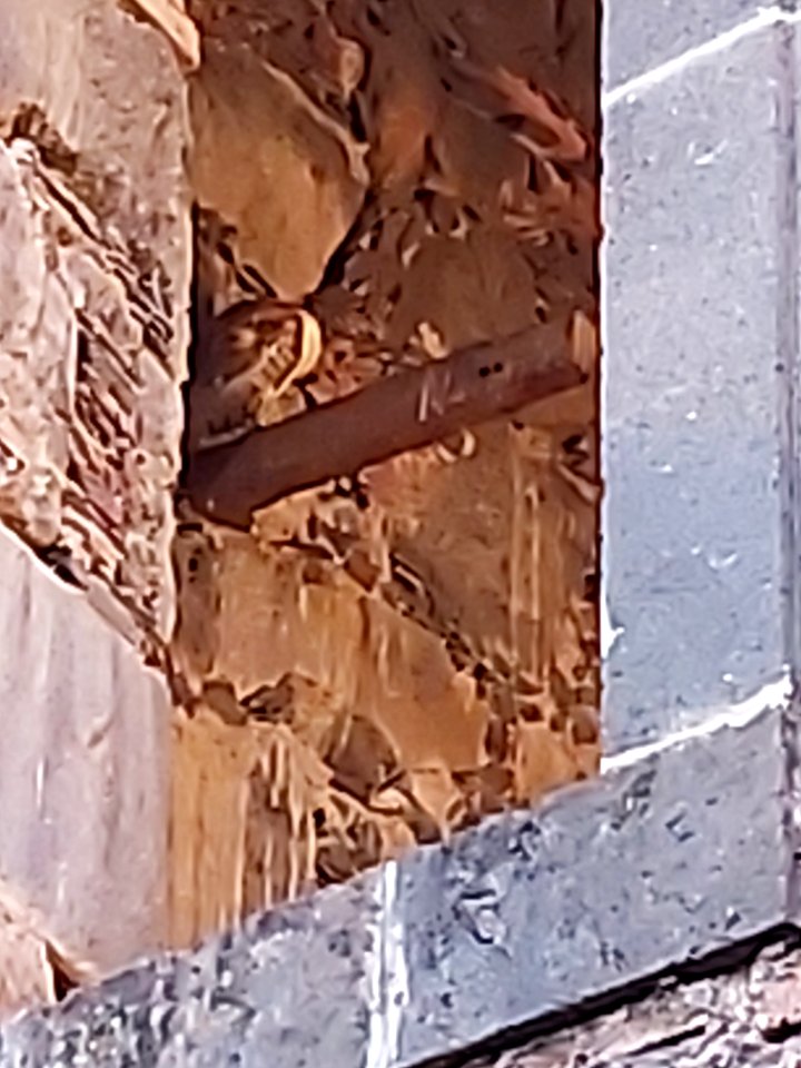 there is an owl there