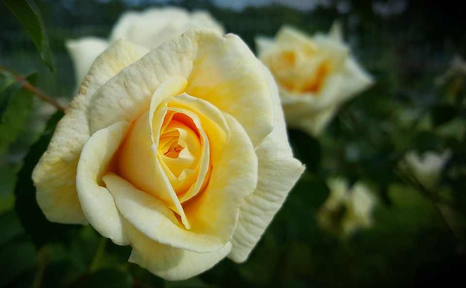 Brian yellow roses bloom