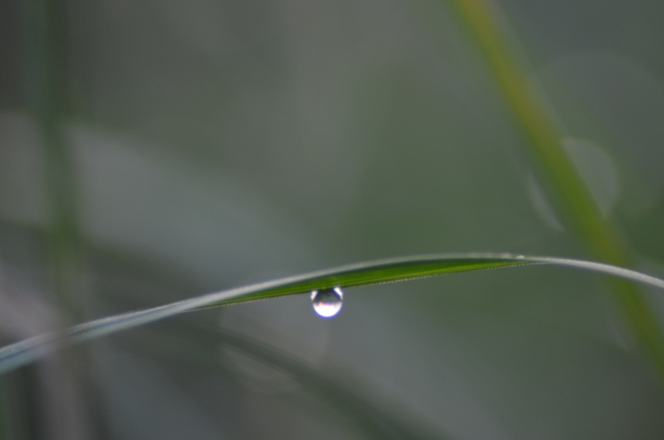 Wet a drop of meadow