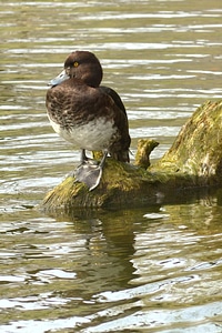 Bird water duck