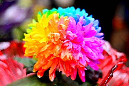 幸福彩云菊（菊花）