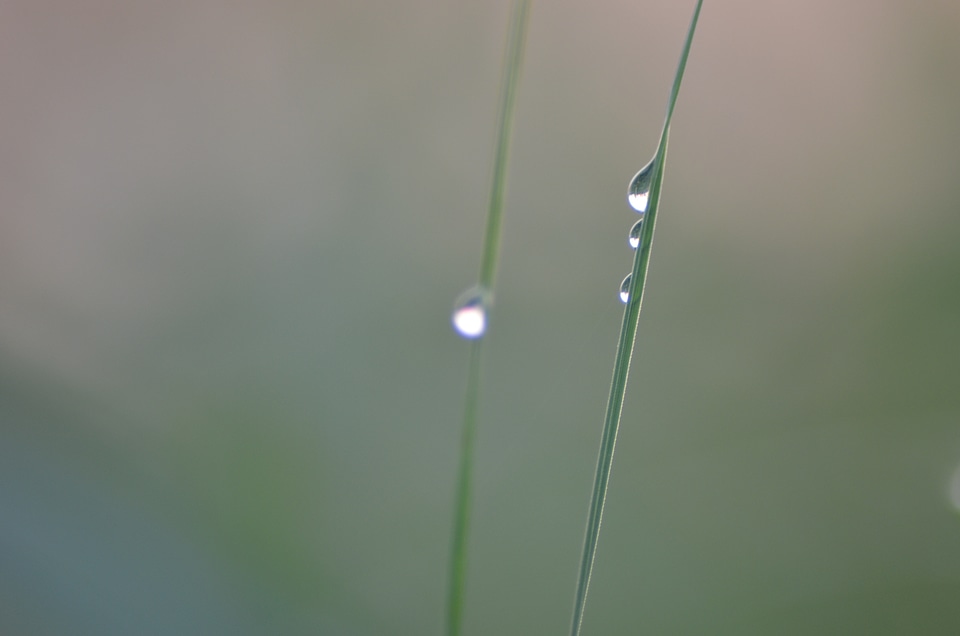 Wet a drop of meadow