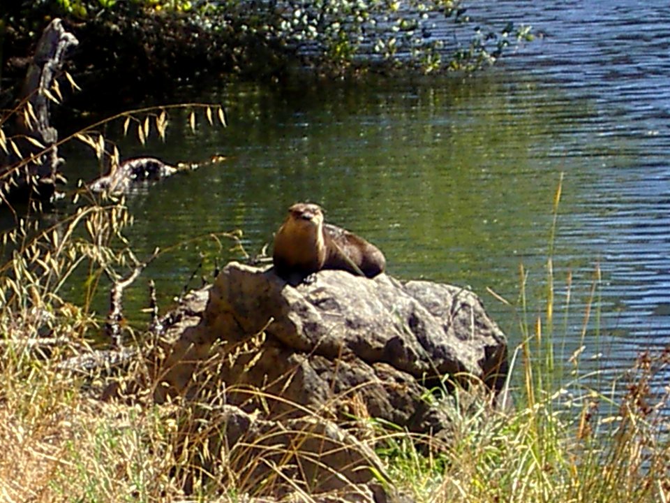 North American River Otter