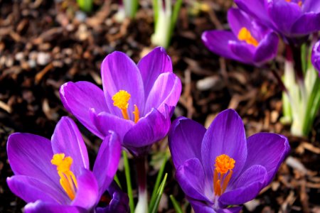 Spring Crocus photo