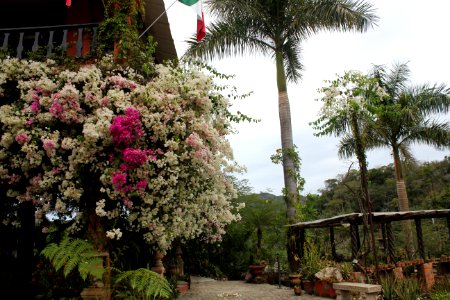 Bouganvilla