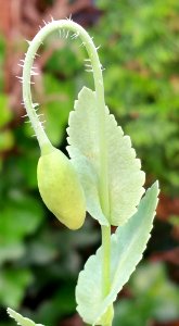 #365 purple poppy buds