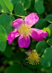 Day 143 backlit berry flower