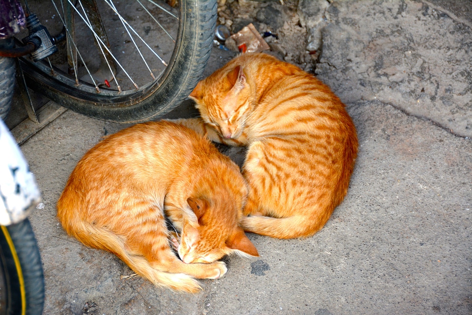 Break domestic cat red cat