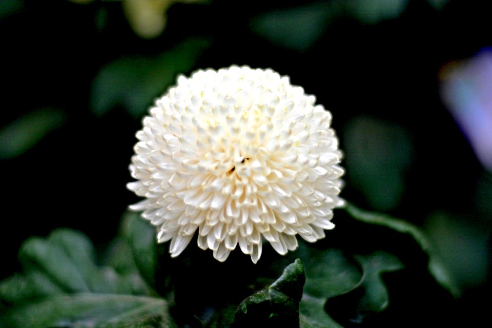 白小球切（菊花）