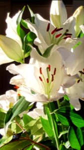 Painted lillies photo
