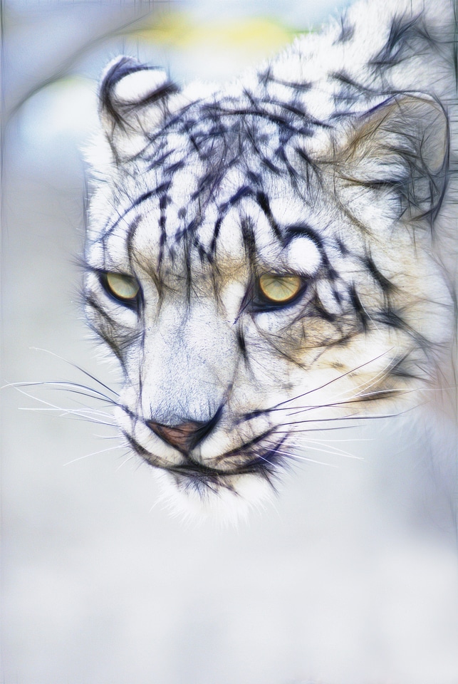 Animal nature mammal