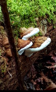 Day 164 fungi
