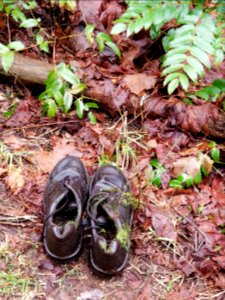 Day 035 a walk in the woods