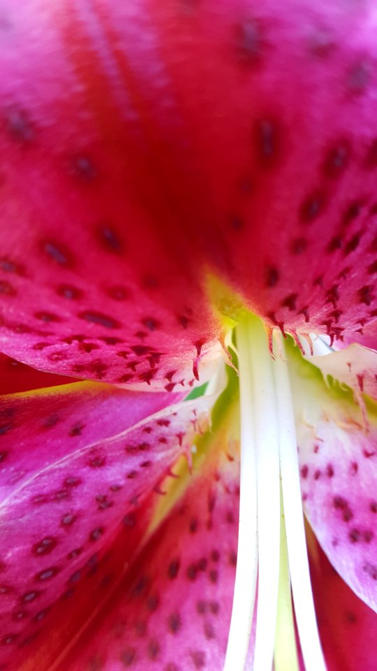 find your inner Stargazer