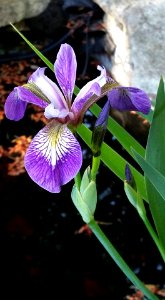 #365 iris photo