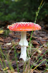 Mushrooms nature forest floor