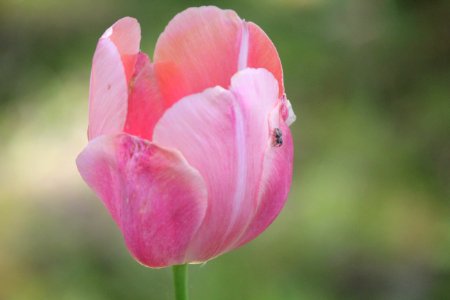 spider on tulip