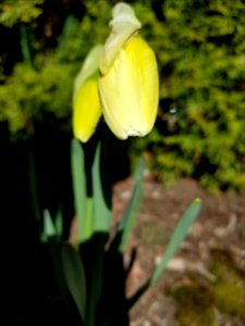 The darling buds of March