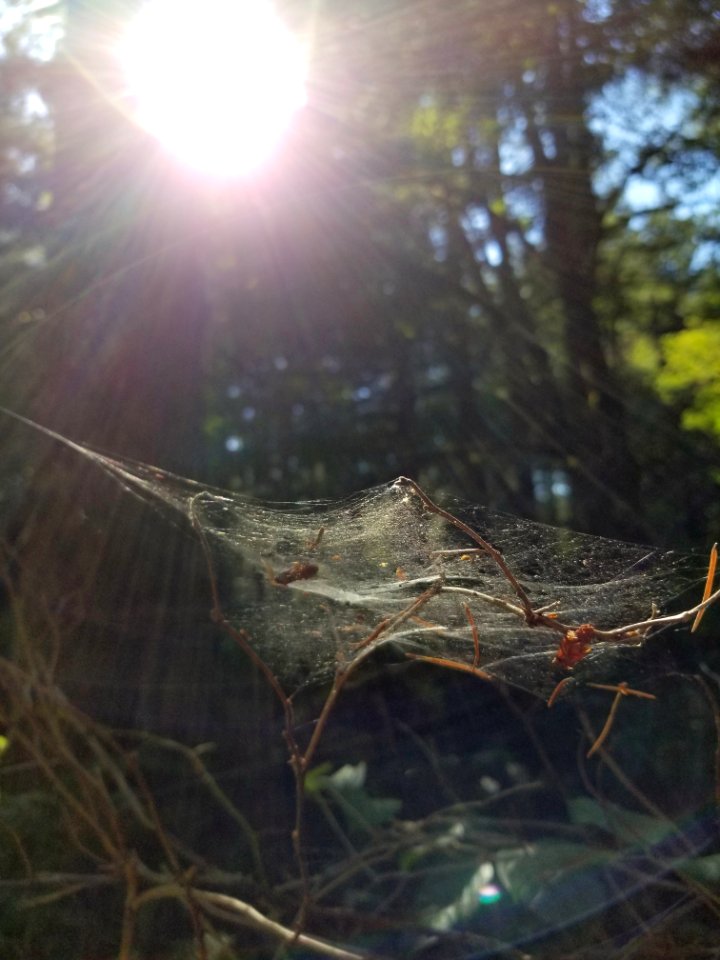 Day 217 sunlight and spider webs