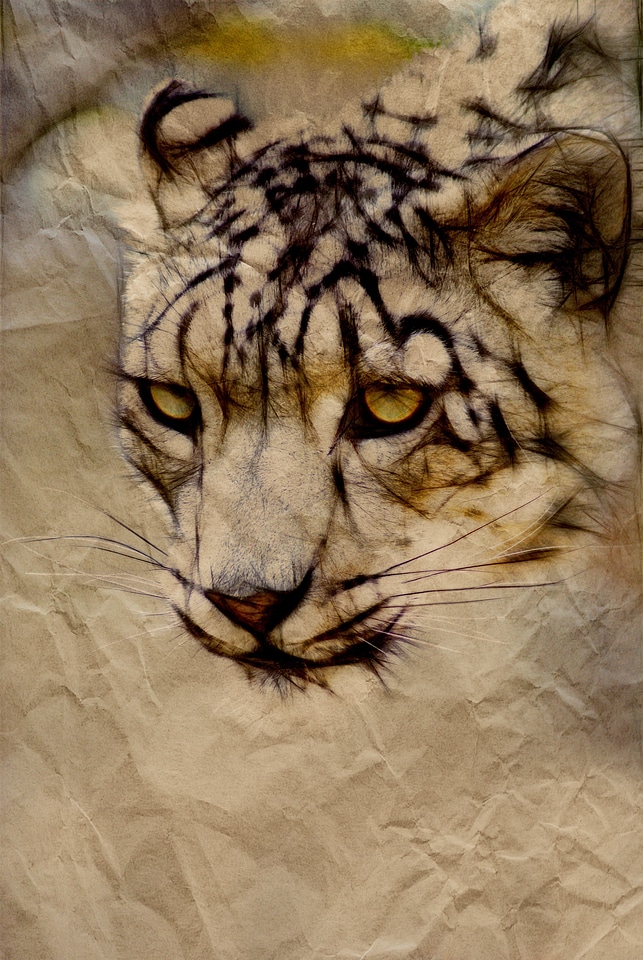 Animal nature mammal