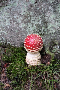 Mushrooms nature forest floor