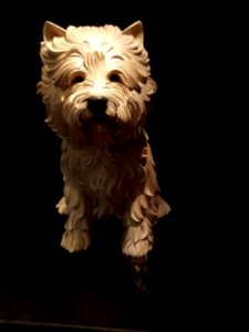 Day 186 white terrier