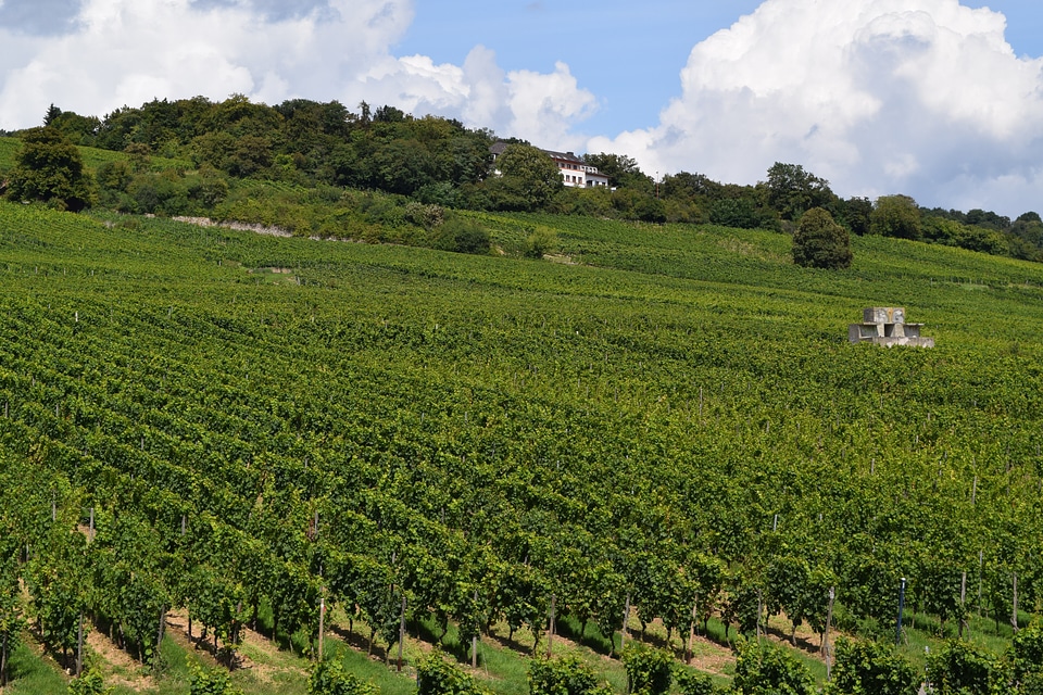 Grapes landscape rebstock