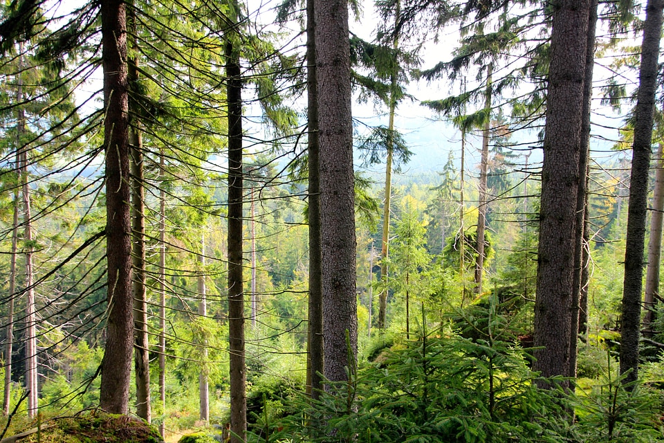 Green branches forest